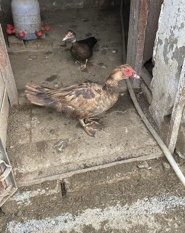 İtlər: Krasnadar lal ördəklər, hamısı erkəkdir. 1 illikdilər. Erkək çox — 3