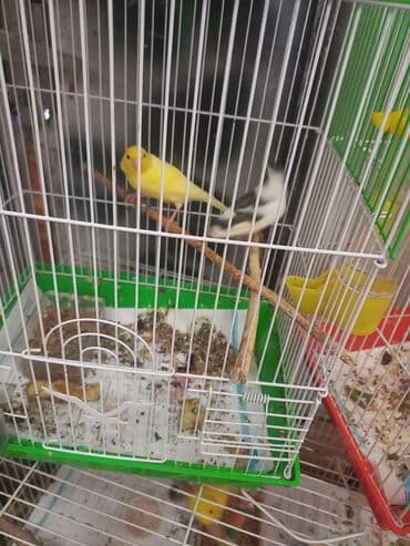 amadin yuvası: Erkeyler 1 eded 70m ela oxuyurlar — 4