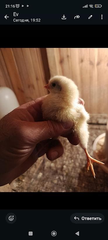 cücəsi: Toyuq cücələri, Damazlıq, Ünvandan götürmə — 4