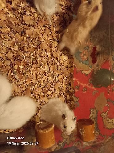 şpits qiyməti: Hamsterlər – uzun tüklü qiymet 5 azn vatsap nomre 0515913288 zeng — 3