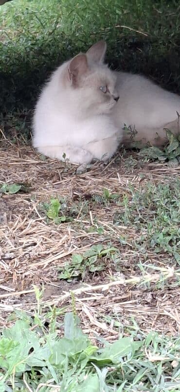 Грызуны: Самка — 3