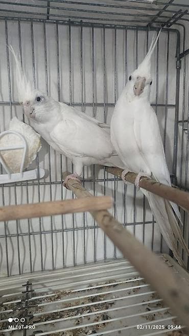 azerbaycanda it adlari: Məhsul: Ağ nimfa papuqay cütü (Cockatiel) Təsvir: - Növ: Nymphicus — 1