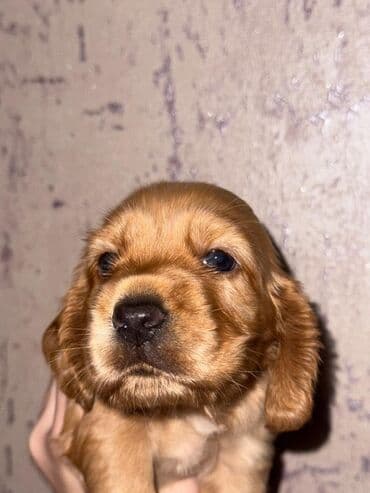 cocker: Koker spaniyel — 5