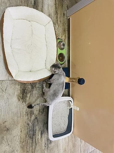 ağ qara pişik: Şinşilla — 2