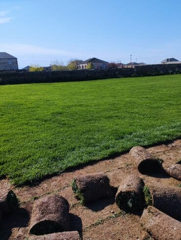 suni qazon qiyməti: Rulon qazon - Peşəkar qazon plantasiyasından kəsilib rulon halında — 5