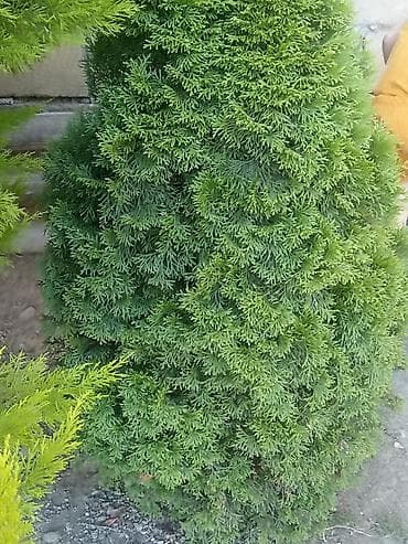 beryoza ağacı: Thuja (evergreen dekorativ ağac) - Növ: Thuja/ardıc tipli həmişəyaşıl — 6