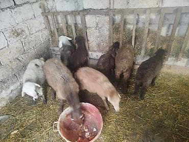 Quzular – qarışıq rənglərdə, yerli ətlik-yunlu xətt - Şəkillərdə