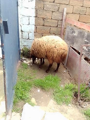 Erkey toğulu satılır istəyən olsa yazsın video sun atım baxın real