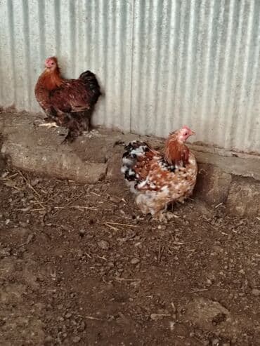 Toyuq, Damazlıq lalafo.az -da Toyuq, Damazlıq