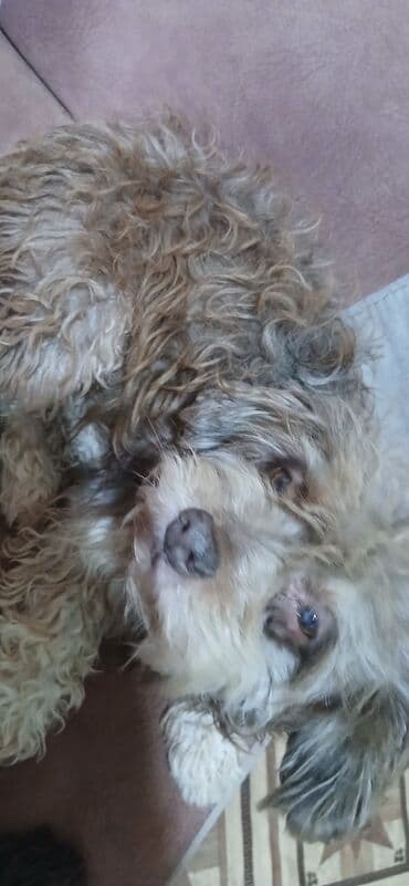 coban it adlari: 4 il, Erkek, Peyvəndli, Ünvandan götürmə — 5