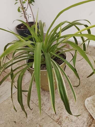 otaq bitkisi: Xlorofitum (Spider Plant) – dekorativ ev bitkisi - Növ: Xlorofitum — 1