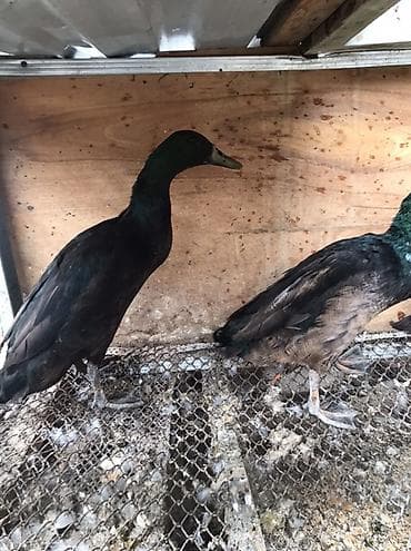 heyvan yemi: Satlıq ördəklər – Hind qağayısı tipli, incəboyun, uzun bədənli, qara — 6