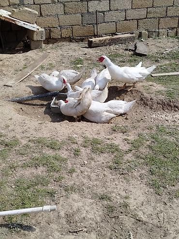 Ağ rəngli musk ördəkləri (hind ördəyi) – qrup halında. Xüsusiyyətlər