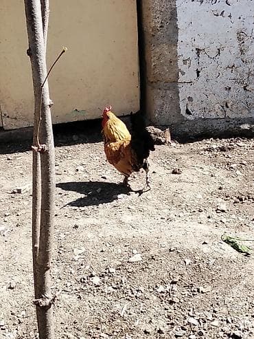 broyler toyuq: Курица, Для разведения, Платная доставка — 2