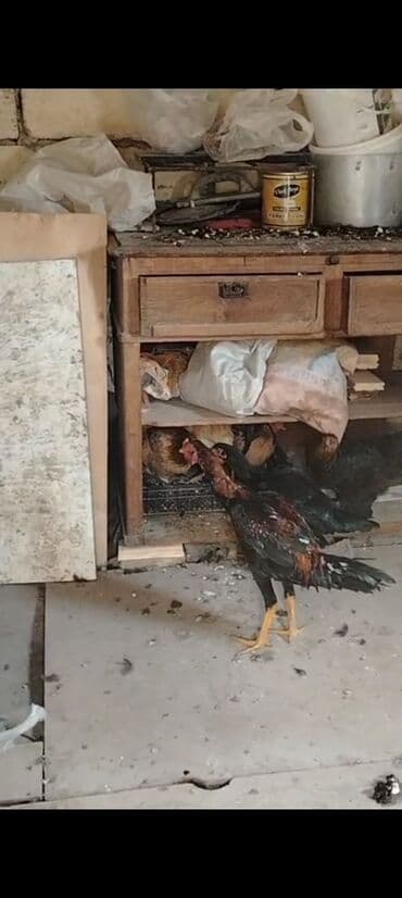 Aş qazanı: Xoruz, il: <1 — 4