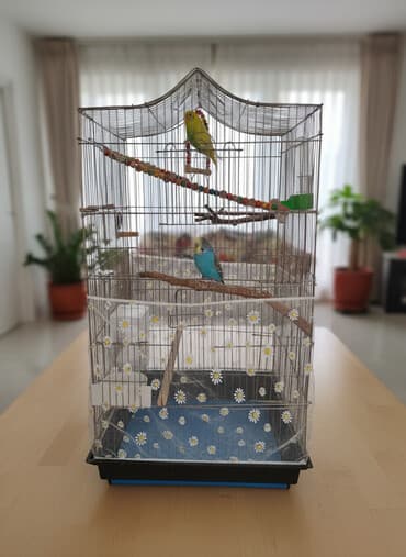 2 ədəd hazir cüt papuqay. 2 dəfə bala veriblər. indi də yumurta lalafo.az -da 2 ədəd hazir cüt papuqay. 2 dəfə bala veriblər. indi də yumurta