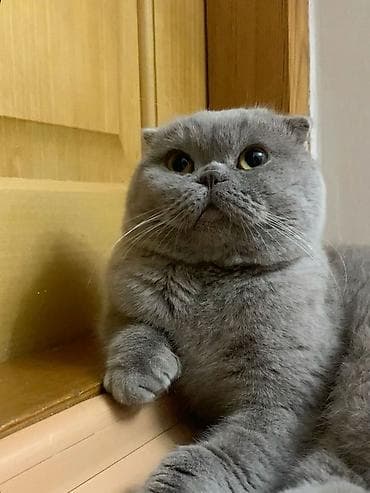 siyan pişik: Şotland — 3