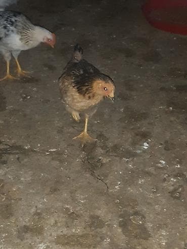 kənd cücəsi: Toyuq cücələri, Ətlik — 4