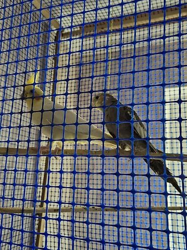 Nimfa (cockatiel) tutquşları – 2 ədəd 2si biryerdə satılır sarı erkək