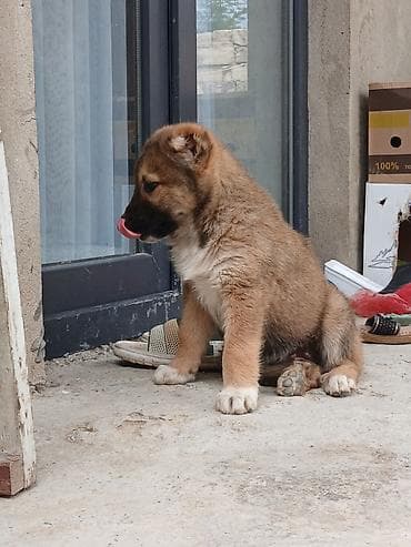 coban iti balasi: Kanqal, 2 ay, Dişi — 2