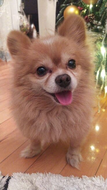 померанский шпиц цена: Шпиц, 2 года, Самец, С прививками, Самовывоз — 1