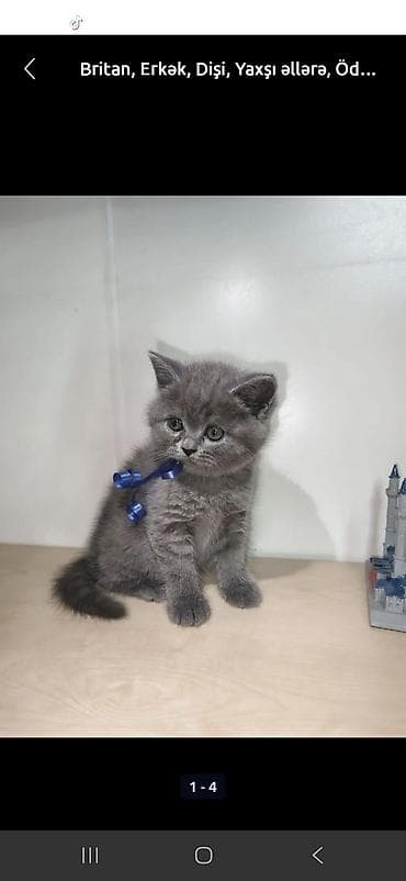 pişik oyuncağı: Erkək — 1