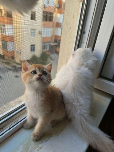 pişiklərin cutləşmə vaxtı: Erkək, Cütləşmə üçün, Pulsuz çatdırılma, Ödənişli çatdırılma, Rayonlara çatdırılma — 5