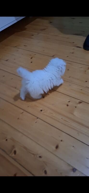 belçika çoban iti: Şinşilla, Dişi — 5