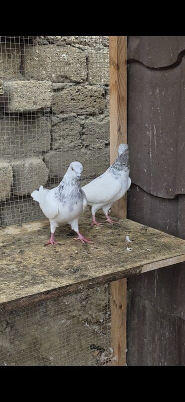 şahin quşunun qiyməti: İran göyərçinləri satılır qiymətlər müxtəlifdi 15 manatdan 50 manata — 3