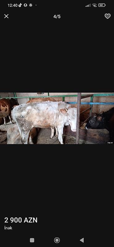 Quşlar: İnək - Cins: qarışıq yerli (açıq krem-ağ rəng çalarları) - Qulaq — 2