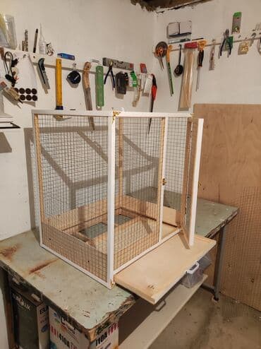 karlik dovşanlar: Papuqay,dovşan,hamster,şinşila,bildirçin,cücə,xamyak,pişik,quş,tısbağa — 3