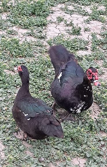Erkək, Damazlıq, Pulsuz çatdırılma