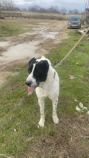 qafqaz çoban iti: Alabay, 2 il, Erkek — 1