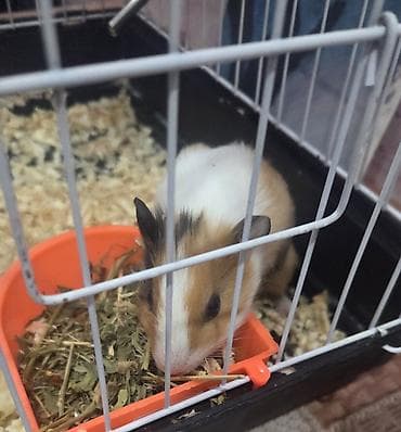 Pişiklər: Ev heyvanı – dəniz donuzu (guinea pig) - Növ: dəniz donuzu, qısa — 2