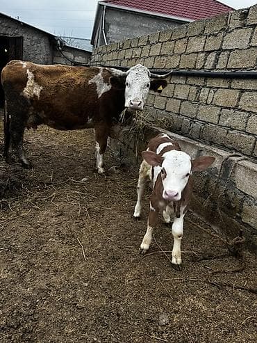 it sat: Simmental inək satılır. 27 günlük dişi balası var. 3-cü balasıdır — 1