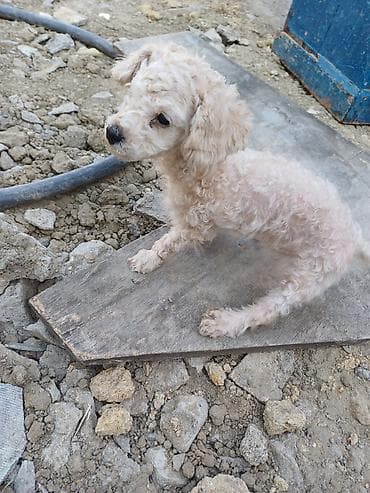 Pudel, 3 ay, Dişi, Sənədli, Ünvandan götürmə