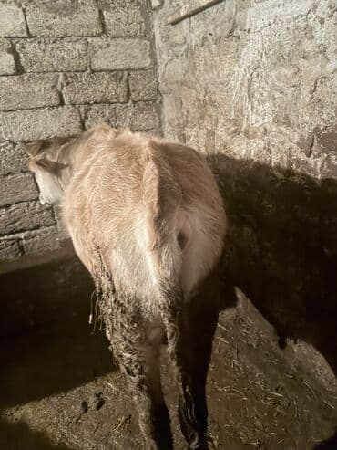 Gəmiricilər: Cins: dana erkək Rəng: açıq sarı-krem Yaş qrupu: gənc Yemlənmə: quru — 3