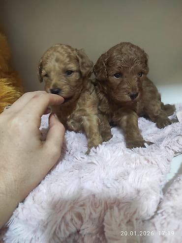 Gəmiricilər: Pudel — 9