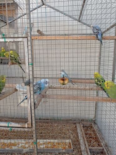 Голуби: Müxtəlif rənglərdə tutuquşular təklif olunur. Bu tutuquşular ev — 3