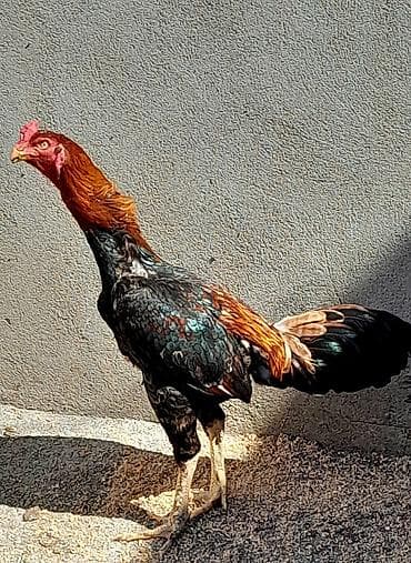papuqay type 1: Heyratı xoruz satılır. Cinsi brazil, 1 yaş 6 aylıqdır. Bala almışam — 1