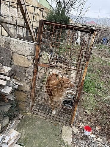 Digər darvaza aksessuarları: Dəmir Həyət darvazası, Yana açılan, 1 m, Mexaniki, Şəbəkə ilə, Kredit yoxdur — 1