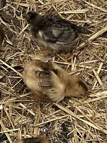 kent colpası: Toyuq cücələri, Damazlıq — 1