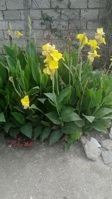 bənövşə: Soganlari payizda yazda . tumlari yazda ekmek lazimdir. 1} Liliya ağ- — 6