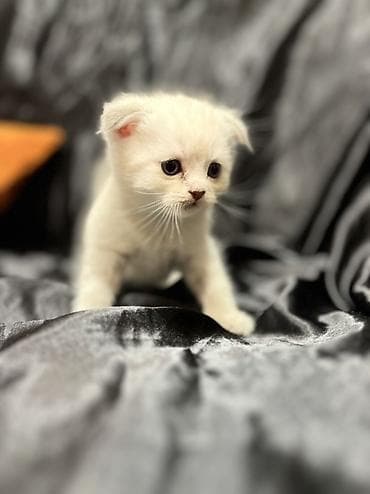 pişik sumkası: Şotland — 6