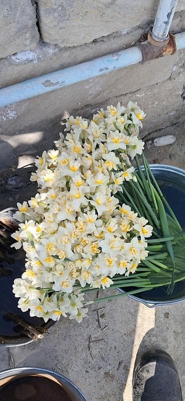 lalə gulu haqqinda melumat: Məhsul: Nərgiz (Narcissus) – soğanlı çoxillik çiçək Təsvir: - Açıq — 1