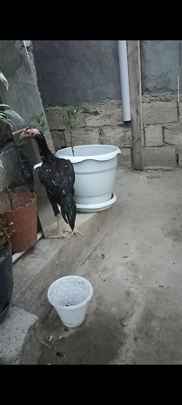 kullu xoruz: 4 ayndad şər yazmaqa Etyac yoxdu Atasnın döyüş vidyosu var - Uzun — 1
