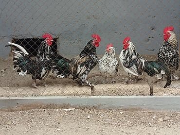 dəvəquşu haqqında məlumat: Toyuq, Damazlıq — 7