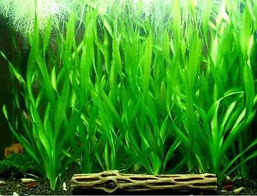 Akvarium aksessuar və ləvazimatları: Akvarium üçün bu bitkilərdən alıram kimdə varsa əlaqə saxlasın — 1