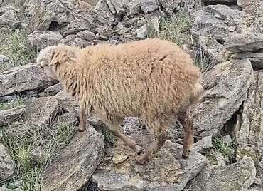 Quzu: Qoyun – yerli cins disi - Qəhvəyi rəngli, sıx və qalın yun örtüyü - — 1