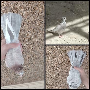 goyərcin yumurtası: Boz ebres erkeydi digeri ise maya tam saglam hazr cutduler teze teze — 1